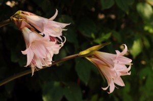 Amaryllis Belladonna... artık yerinde değilsin.