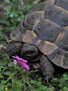 1902976_548088028638456_4652490429925335246_n