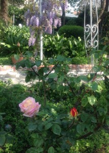 Geçen baharın ilk gülü